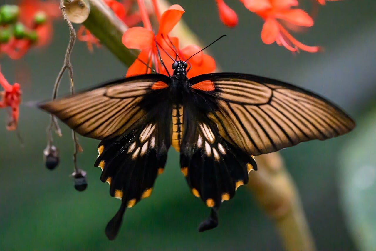 butterfly, macro, wings, nature, blurred background, detail, pollination, insect, black color, orange flower, green background, butterfly wings, macro photography, black-brown butterfly, environment, photography, contrast, fauna, natural colors